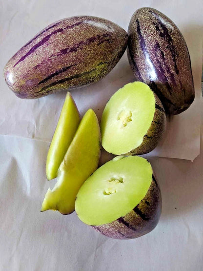 500+ Purple Pepino Seeds (Solanum muricatum) | Exotic Sweet Melon Pear Fruit | Rare Edible Plant