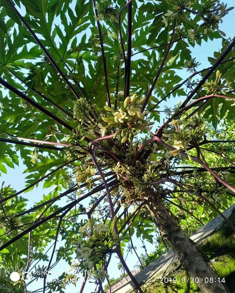 Purple Branching Papaya Seeds (Carica papaya L.) – 150++ Premium Fresh Rare Purple-Stemmed Branching Papaya Seeds