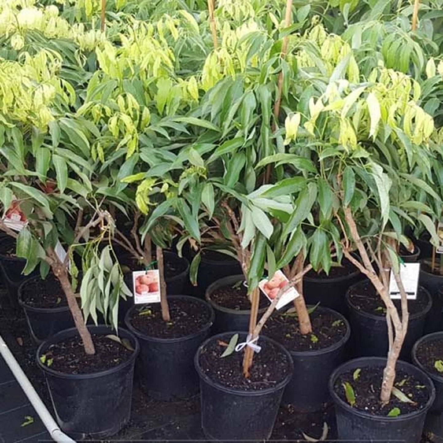 Grafted Red Lychee Tree - Sweet & Juicy Tropical Fruit