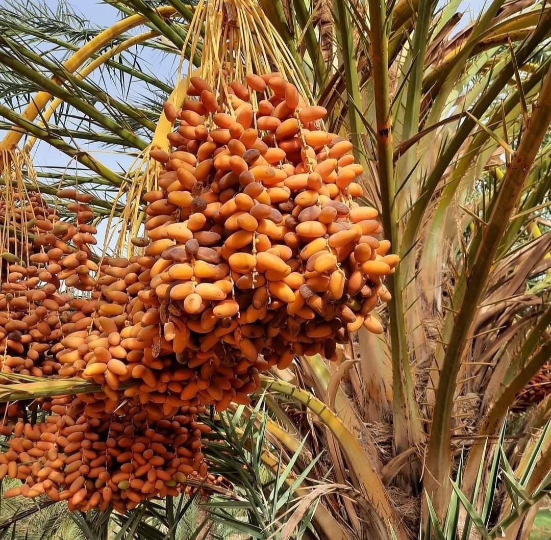 Sag'ai Date Palm Seeds (Phoenix dactylifera) – 35+ Premium Rare Arabian Two-Tone Date Seeds
