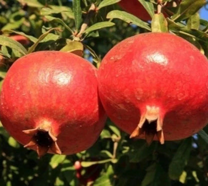 Salavatski Pomegranate Seeds (Punica granatum) – 100 Pcs Premium Ultra Cold-Hardy Russian Salavatski Pomegranate Seeds