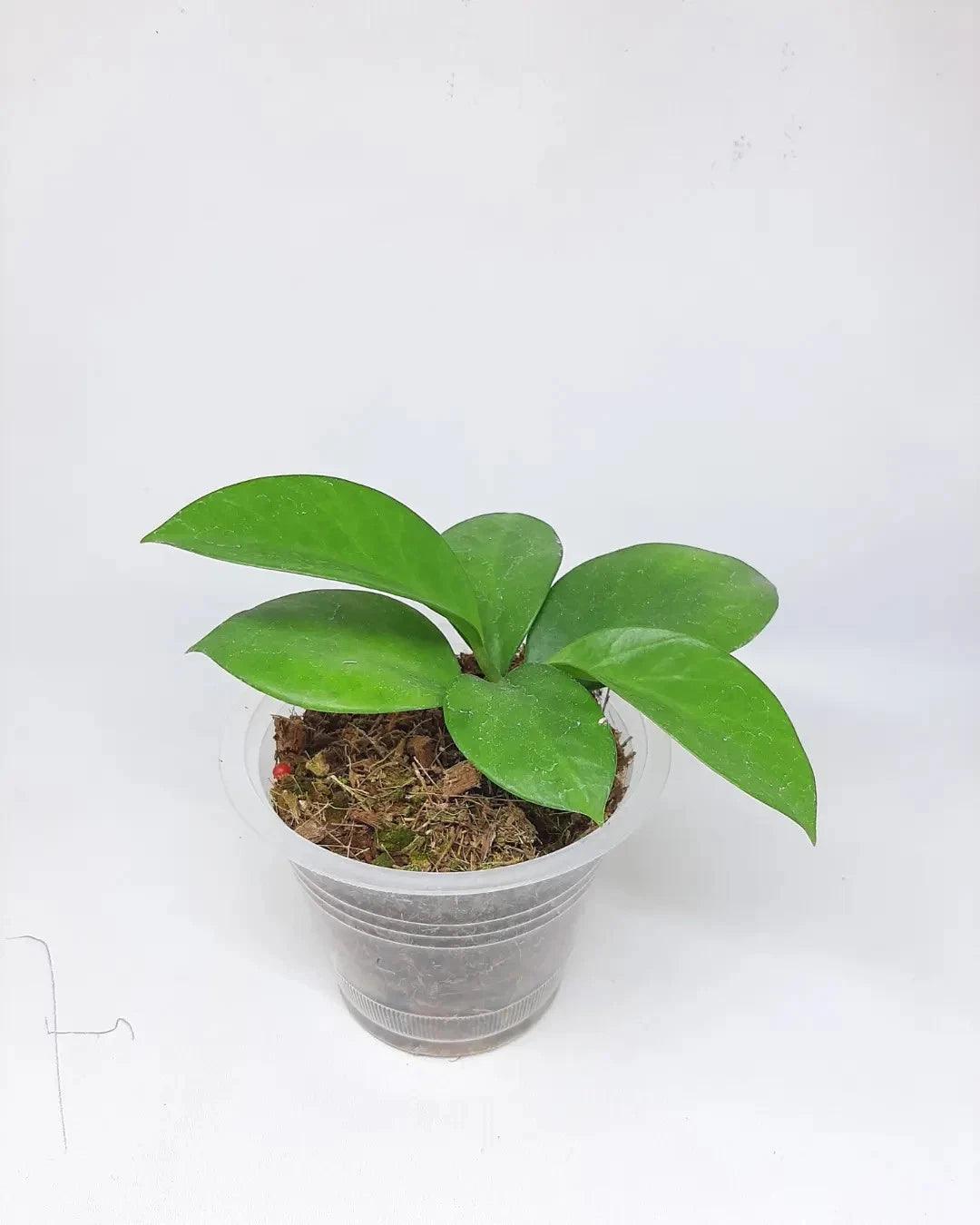 Rare Hoya Bicknellii Live Plant - Exotic Tropical Wax Plant