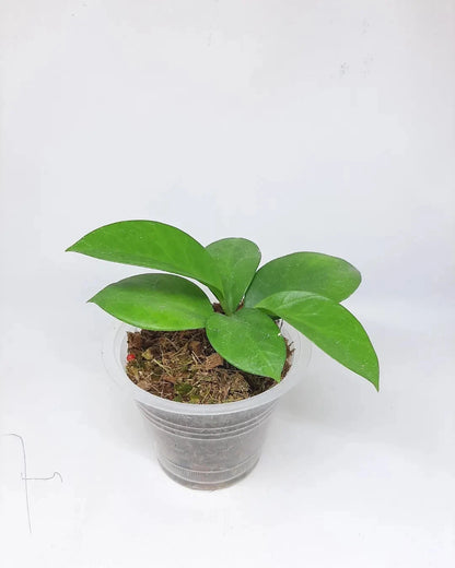 Rare Hoya Bicknellii Live Plant - Exotic Tropical Wax Plant