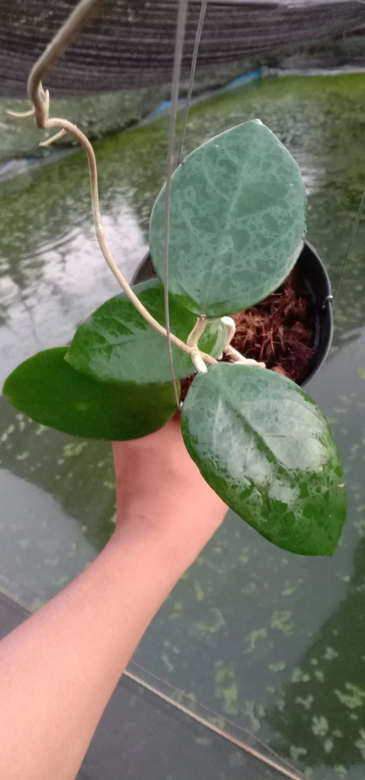 Hoya aff. vitellina 'Sumbawa' - Rare Tropical Wax Plant