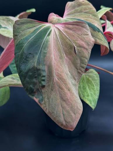 Anthurium Portillae Variegated – Matured Original Ultra-Rare Velvet Specimen (Real Picture Verified)