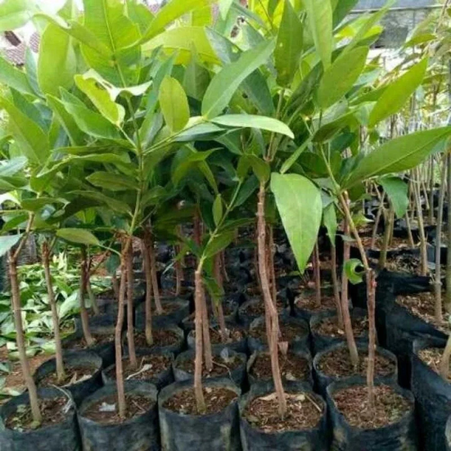 Grafted 'Dalhari' Water Apple (Jambu Air) – Premium Tropical Fruit Tree