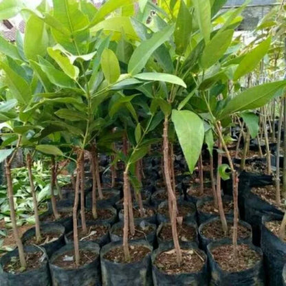 Grafted 'Dalhari' Water Apple (Jambu Air) – Premium Tropical Fruit Tree