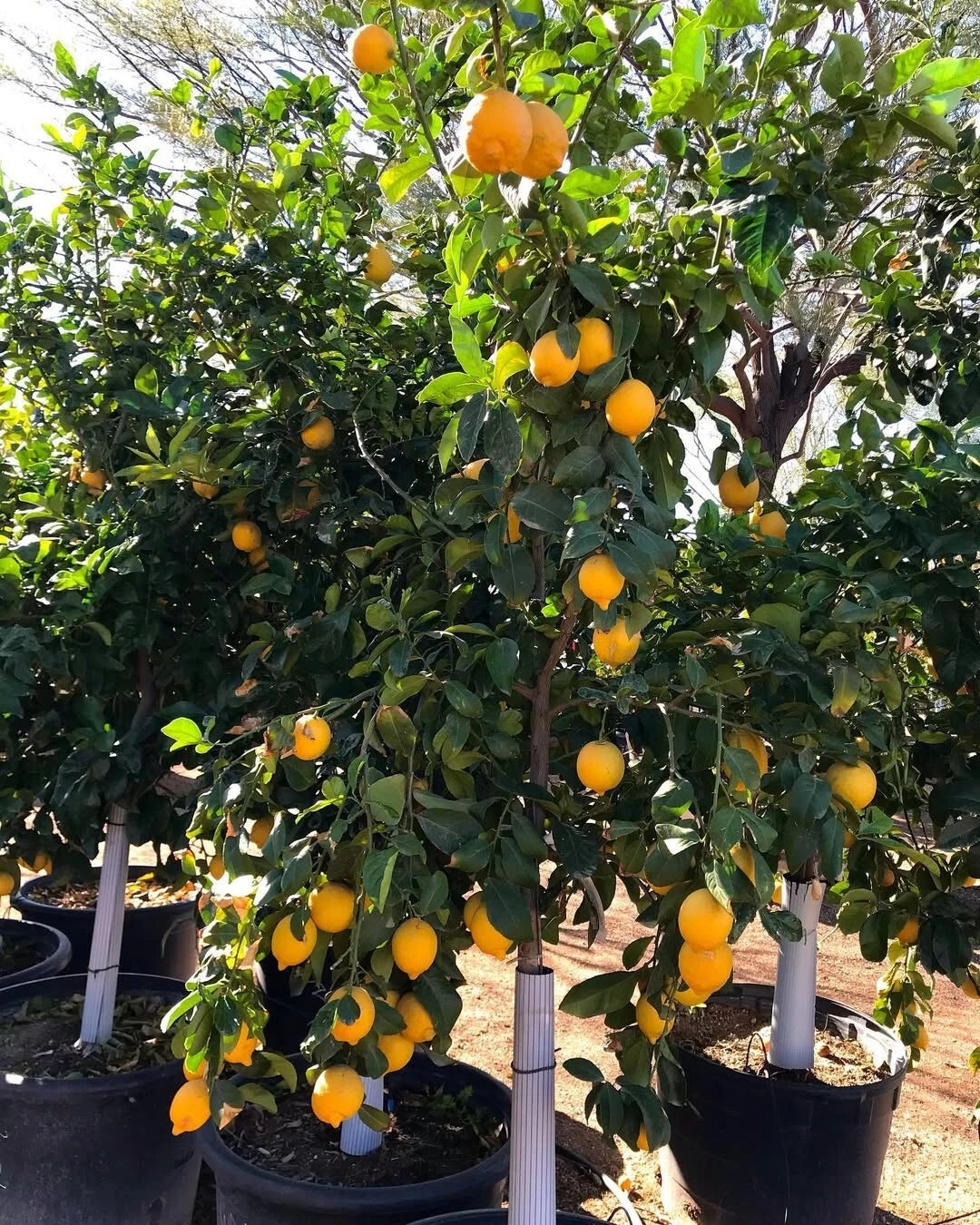 Citrus Lisbon Lemon Seeds 100+ (Citrus limon) – Fresh True Lemon Fruit Tree & Exotic Citrus Plant Seeds for Cultivation