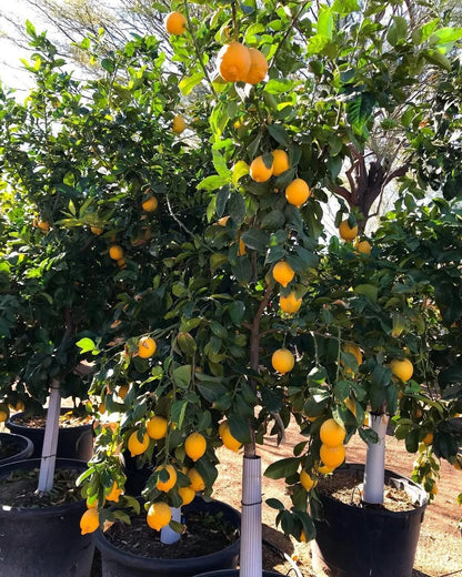 Citrus Lisbon Lemon Seeds 100+ (Citrus limon) – Fresh True Lemon Fruit Tree & Exotic Citrus Plant Seeds for Cultivation