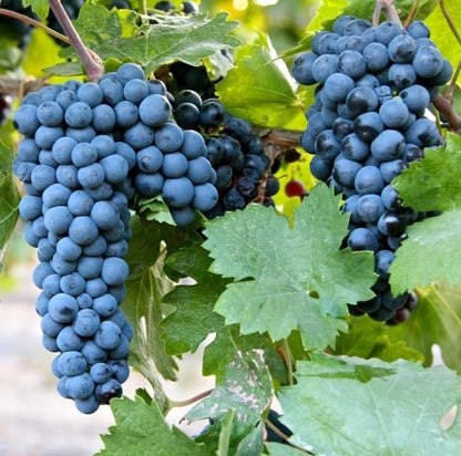 Bangalore Blue Grape Seeds (Vitis labrusca x Vitis vinifera) – 100 Pcs Premium Deep Purple-Blue Table & Juice Grape Seeds