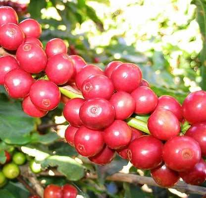 Pluma Hidalgo Coffee Seeds (Coffea arabica var. Pluma Hidalgo) – Heirloom Mexican Specialty Coffee Bean Seeds for Planting (100 Pcs)