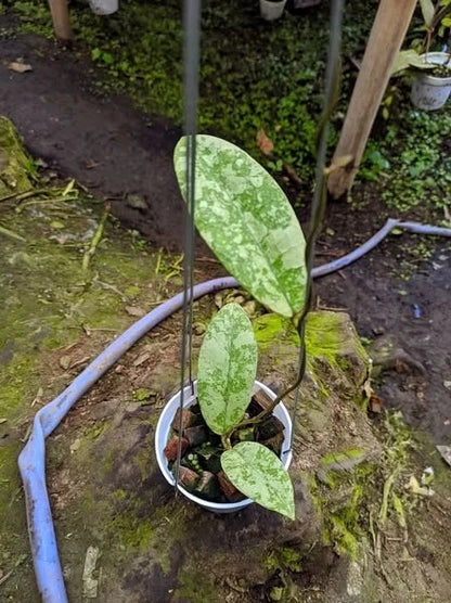 Rare Hoya SLM 04 Silver Leaves (Hoya sp. SLM 04) – Stunning Silver Foliage Tropical Wax Plant Cutting / Rooted Node