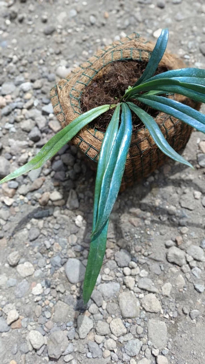 Asplenium 'Blue Metallic' – Rare Exotic Tropical Fern
