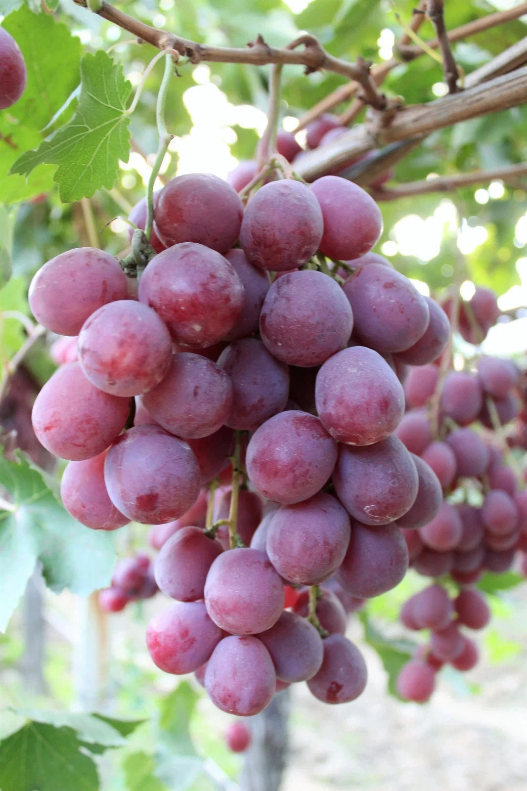 Red Globe Grape Seeds (Vitis vinifera) – Premium Certified High-Yield Sweet Table Grape Fruit Vine Plant Seeds for Planting (100 Pcs)
