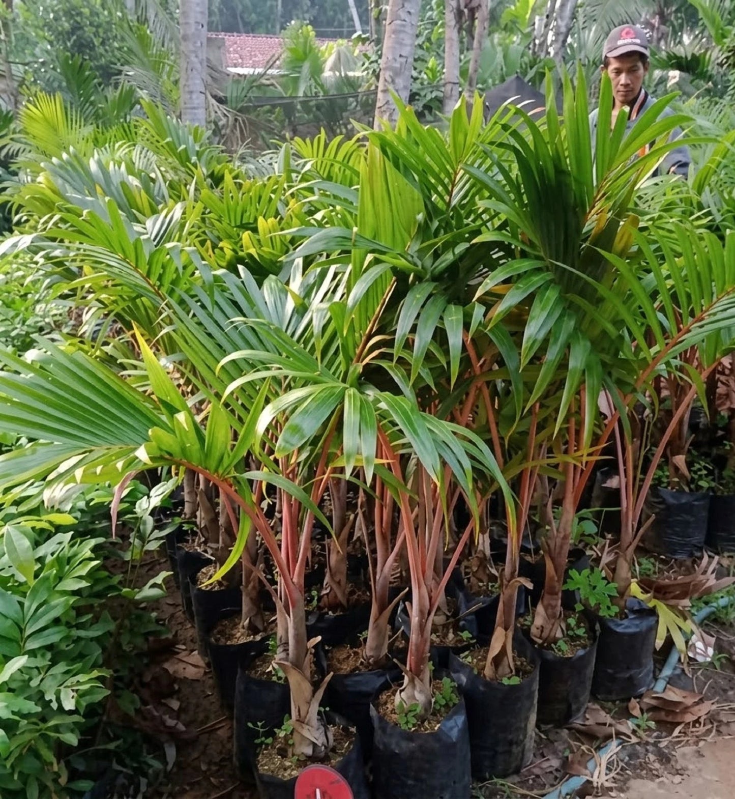 Red Sealing Wax Palm (Cyrtostachys renda) - Rare Tropical Statement Palm