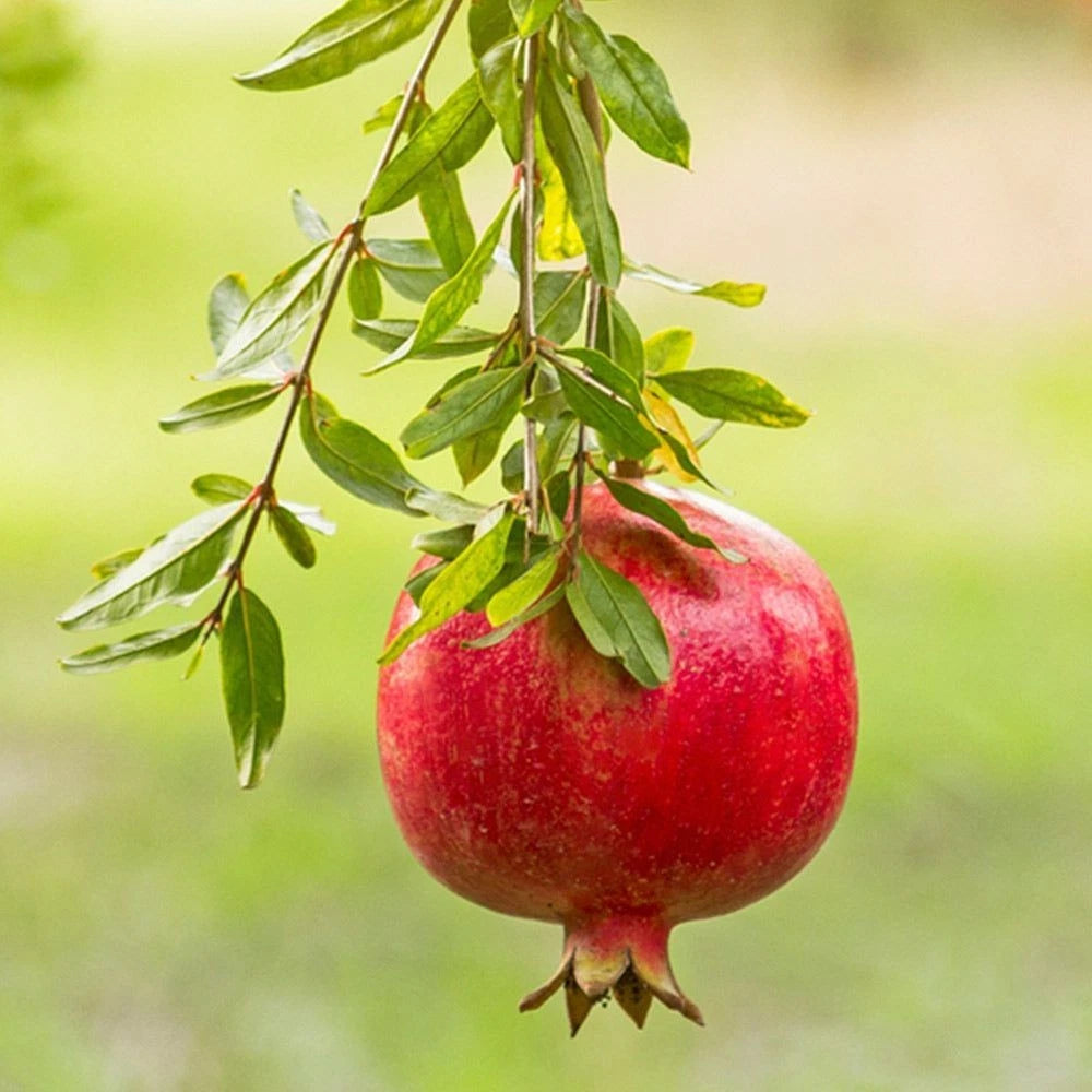 Red Silk Pomegranate Seeds (Punica granatum 'Red Silk') – 100+ Premium Fresh Rare Soft-Seeded Red Silk Pomegranate Seeds
