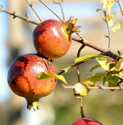 Premium Dholka Pomegranate Seeds (Punica granatum) – Sweet Exotic Fruit Seeds for Planting