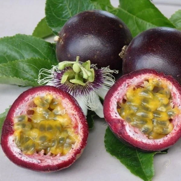 Exotic Passion Fruit Seeds var. Purple Passion Fruit (Passiflora edulis) – Premium Sweet Purple Granadilla Vine Seeds for Planting (150+ Pcs)