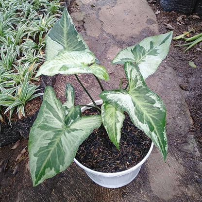Syngonium 'Three Kings' - Rare & Striking Tropical Houseplant