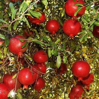 Kesar Pomegranate Seeds (Punica granatum 'Kesar') – 100 Premium Fresh Rare Ultra-Sweet Grenadine Kesar Pomegranate Seeds