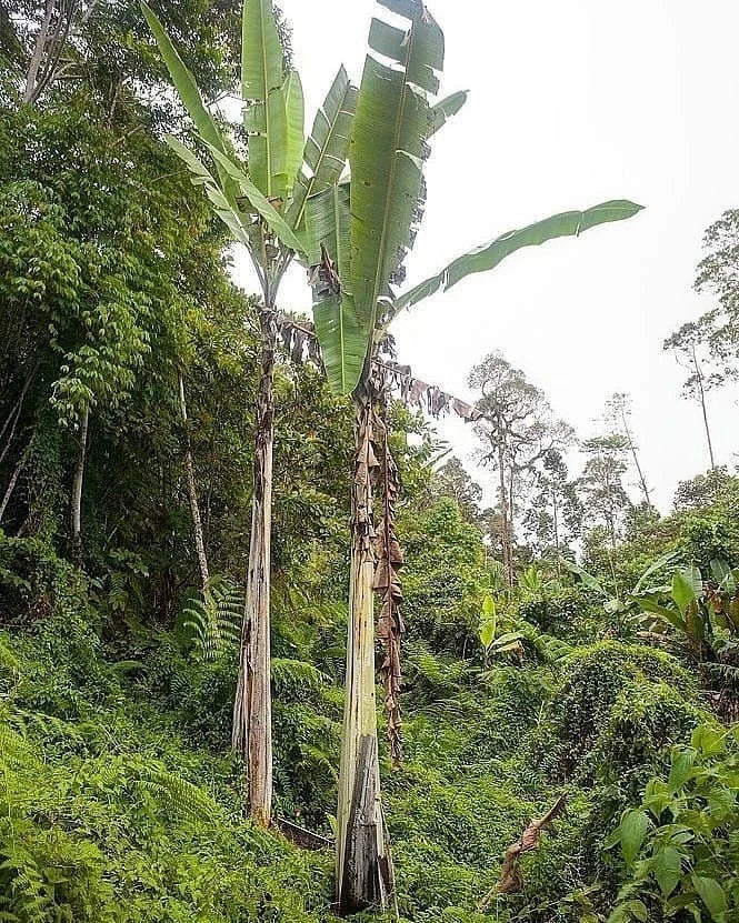 Giant Banana Seeds (Musa ingens / 20+ World's Largest Herbaceous Plant Tree Seeds) – Premium Exotic Botanical Specimen Plant Seeds for Planting