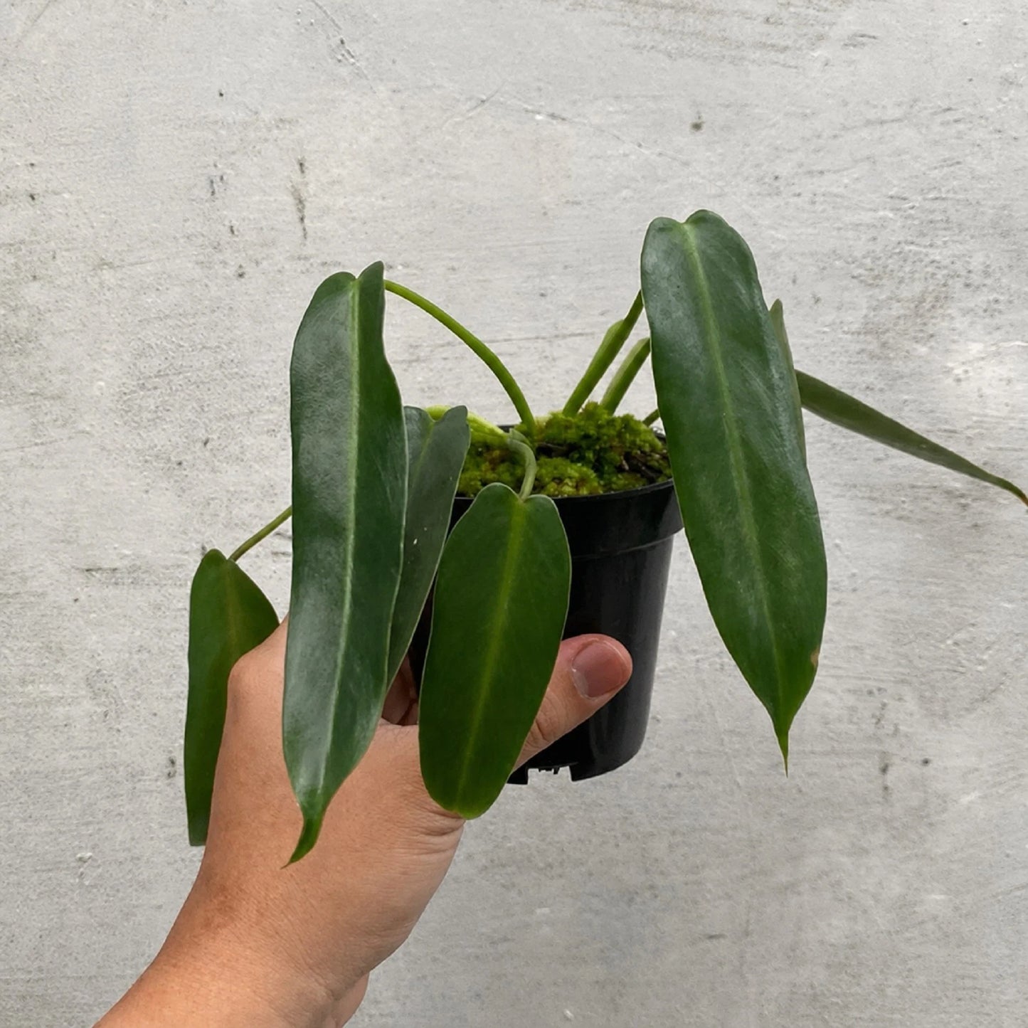 Philodendron Spiritus Sancti - The Holy Grail of Aroids