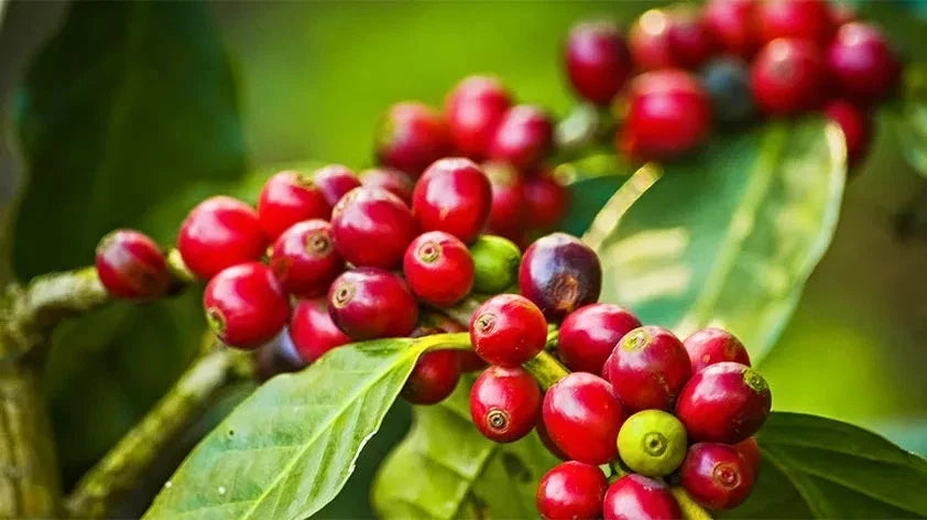 Casiopea Coffee Seeds (Coffea arabica var. Casiopea) – Rare Heirloom Specialty Coffee Beans for Planting and Cultivation