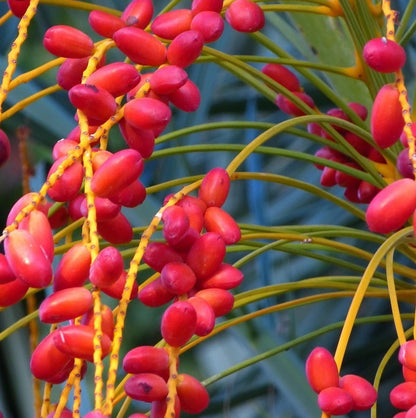 35+ 'Anbara' Date Palm Seeds (Phoenix dactylifera) – Elite Saudi Heirloom Variety (Collectors Quality)