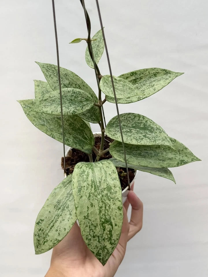 Hoya Rangsan Silver Splash | Rare Silver Hoya Wax Plant | Tropical Indoor Outdoor Houseplant