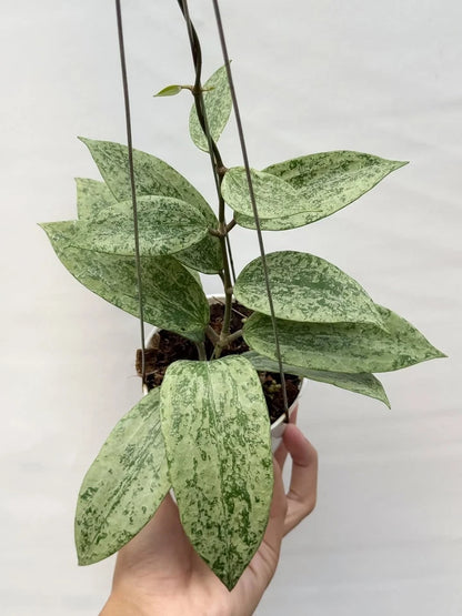 Hoya Rangsan Silver Splash | Rare Silver Hoya Wax Plant | Tropical Indoor Outdoor Houseplant