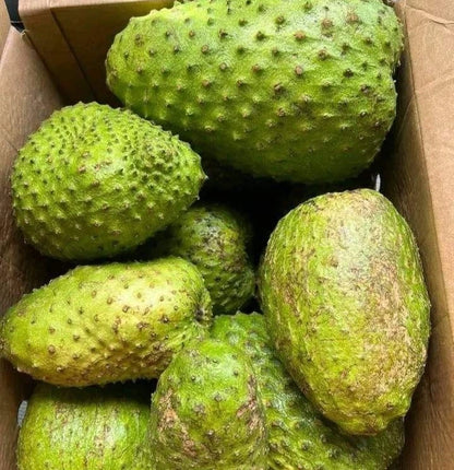 Borneo Giant Soursop Seeds (Annona muricata 'Borneo Giant') – 100 pcs Premium Fresh Rare Colossal Soursop Guanabana Seeds