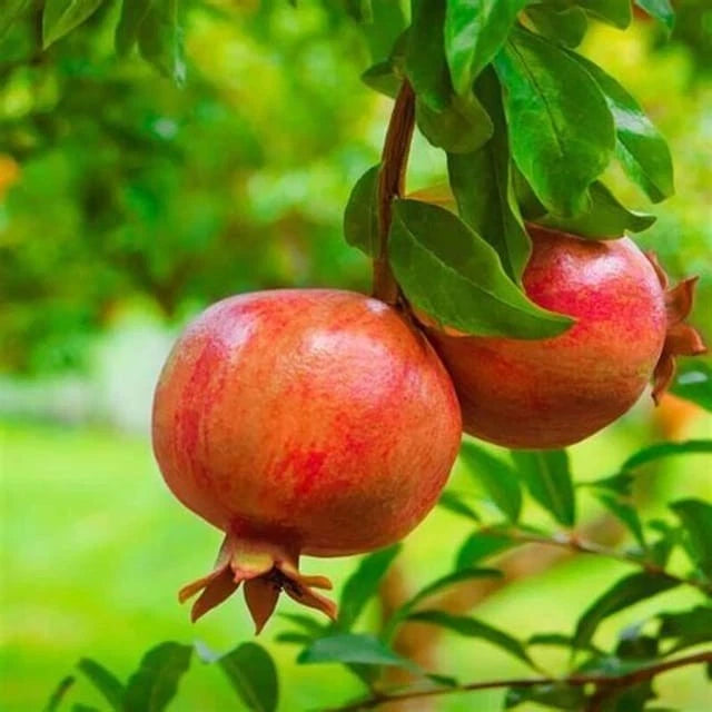 'Ganesh' Pomegranate Seeds (Punica granatum) – Elite Soft-Seeded Horticultural Specimen (Collectors Quality)