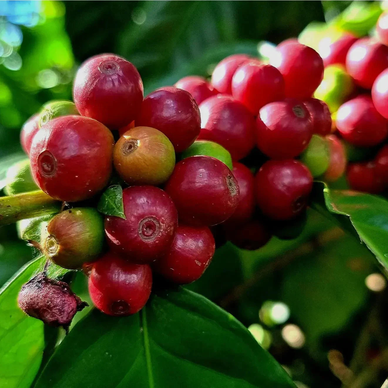 Kawisari Arabica Coffee Seeds (Coffea arabica var. Kawisari Selection / Historic Estate Heritage) – Premium Specialty Estate Coffee Plant Seeds for Planting