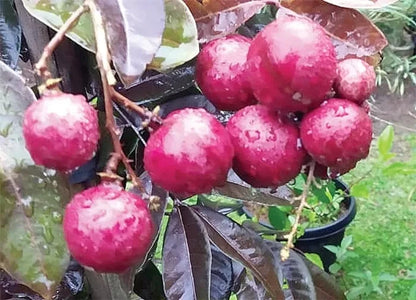 Grafted Red Longan ‘Ruby Red’ (Dimocarpus longan var. red) – 50–60 cm Live Fruiting Tree Specimen