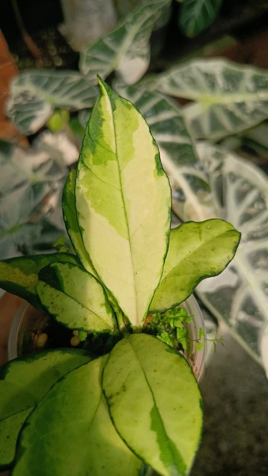 Variegated Hoya Crassipetiolata | Rare Tropical Wax Plant | Collector Hoya | Indoor Outdoor Houseplant