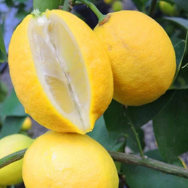 2,000+ Lisbon Lemon Seeds (Citrus limon 'Lisbon') – Premium Acidic Citrus Fruit Tree & Orchard Seeds for Planting