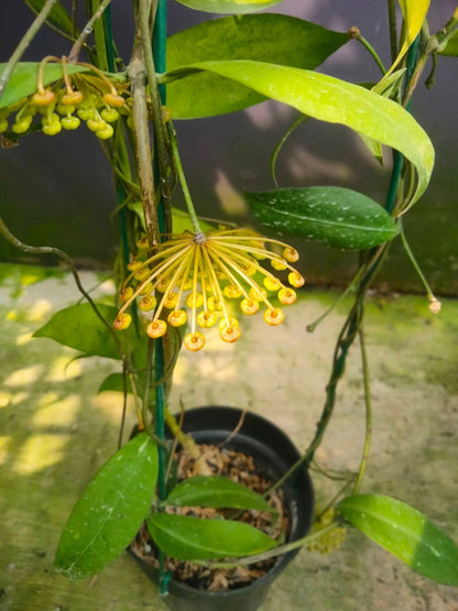 Rare Hoya Amikabilis Live Plant - Elegant Tropical Wax Plant