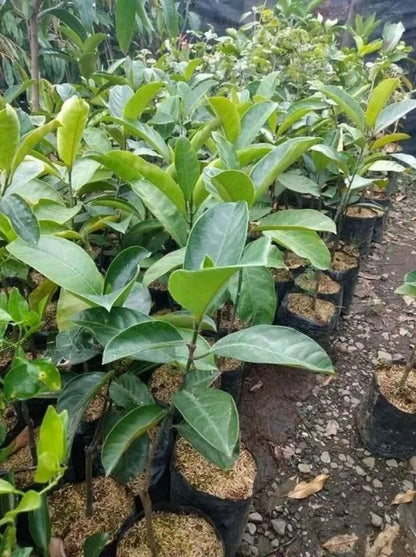 Cempedak (Artocarpus integer) - Premium Grafted Exotic Fruit Tree