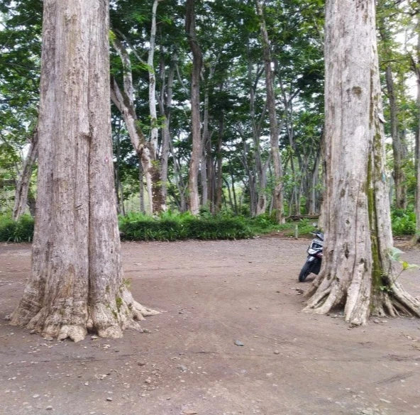Golden Teak Tree Seeds (Tectona grandis var. Golden Teak / 50+ Premium Prime Hardwood Timber Tree Seeds) – Premium Exotic Botanical Specimen Plant Seeds for Planting
