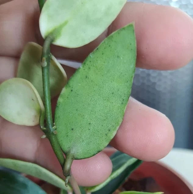 Hoya Lacunosa ‘Kayas’ | Rare Tropical Wax Plant | Collector Hoya | Indoor Outdoor Houseplant