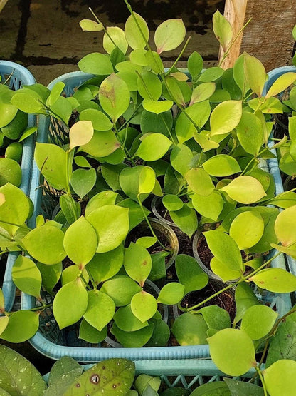 Rare Hoya anulata 'Papua' Specimen – Premium Established Sun-Stressing Tropical Botanical Elite Wax Plant