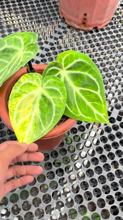 Anthurium Magnificum x Silver Blush – Premium Variegated Hybrid (Mature Specimen)