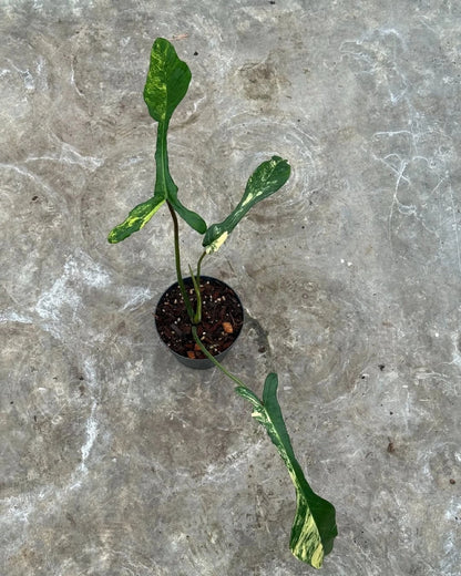 Philodendron joepii 'Variegated' - Rare 3-Leaf Tropical Aroid
