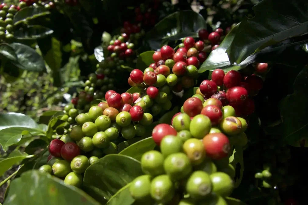 Maragogipe Coffee Seeds (Coffea arabica var. Maragogipe) – Premium Certified High-Yield Specialty Gourmet Elephant Coffee Bean Seeds for Planting (120 Pcs)