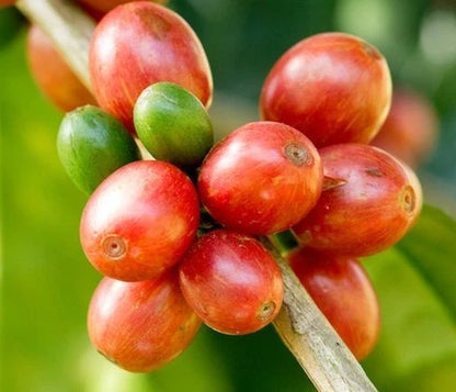 Bourbon Orange Coffee Seeds (Coffea arabica) – 120+ Premium Rare Orange Bourbon Arabica Seeds for Planting