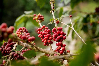Typica Coffee Seeds (Coffea arabica var. Typica) – Premium Certified High-Yield Specialty Heirloom Gourmet Coffee Bean Seeds for Planting (120+ Pcs)