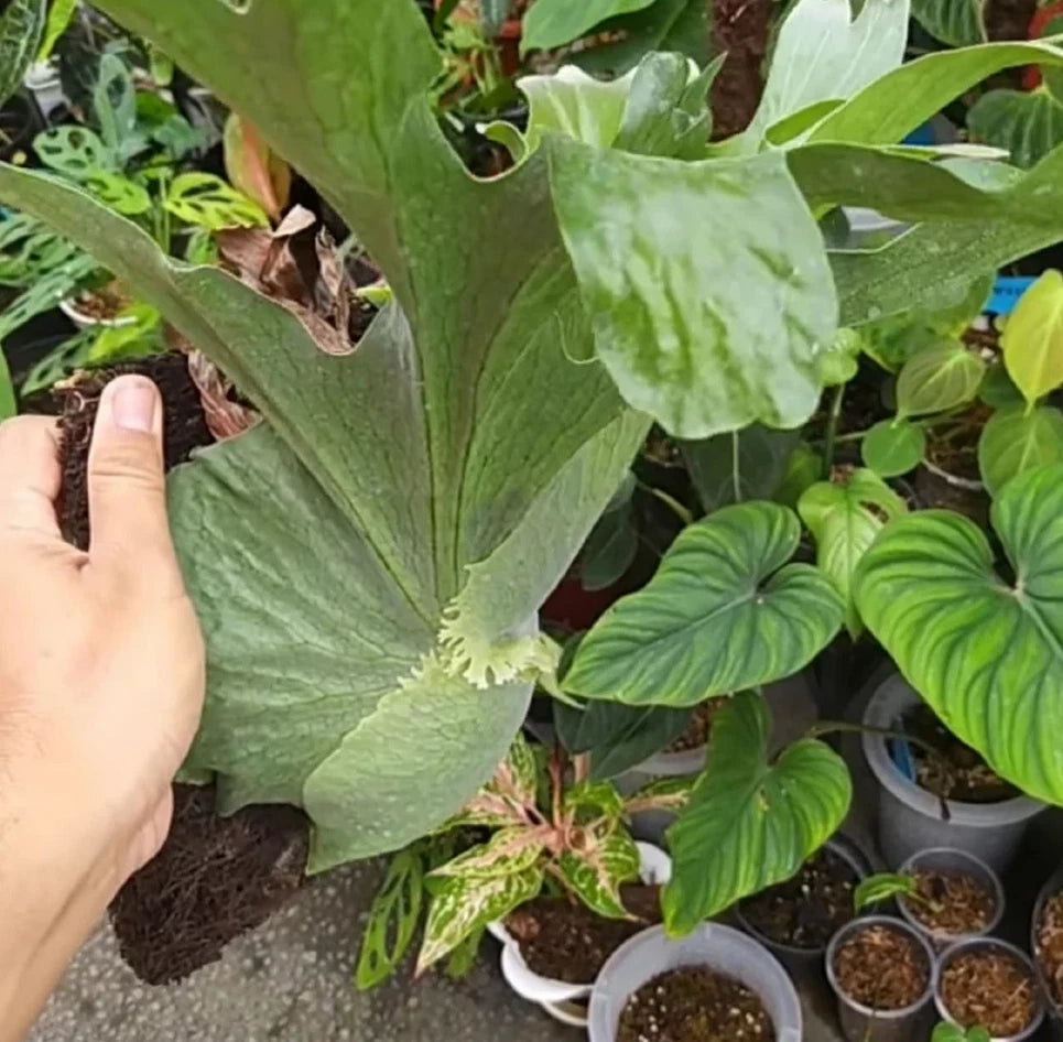 Platycerium wandae – Rare Tropical Staghorn Fern