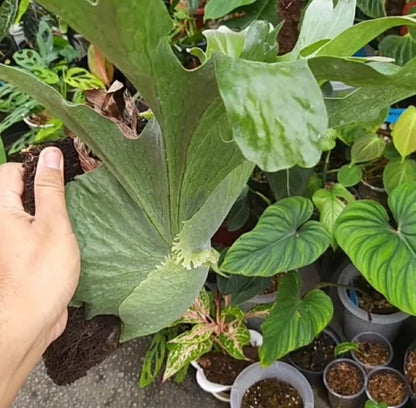 Platycerium wandae – Rare Tropical Staghorn Fern
