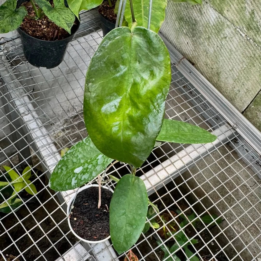 Rare Hoya Onychoides Dark Sp Papua - Premium Exotic Tropical Wax Plant Collector's Ivy