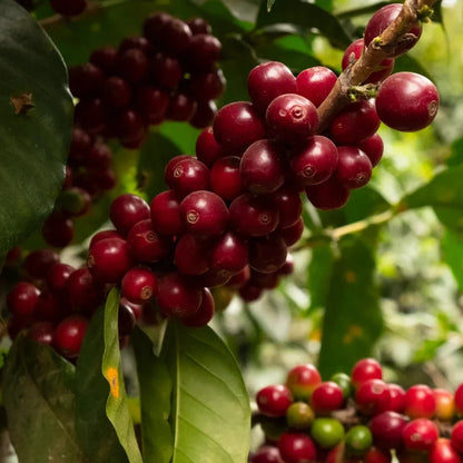 La Esperanza X.O Coffee Seeds (120+ Bulk Seeds, Coffea arabica var. La Esperanza X.O) – Premium Guatemalan Specialty Coffee Plant Seeds for Planting